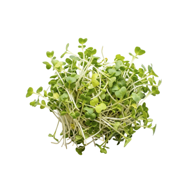 Broccoli Sprouts (Whole)